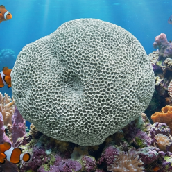 파비아 L(Hard)-32x27x23cm (H-VT009L)-인조산호-원아쿠아