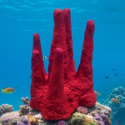 포티스 M(Hard)-32x30x41cm (H-VT007M)-인조산호-원아쿠아