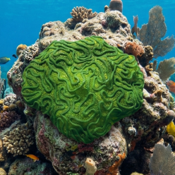 플라티지라 M(Hard)-47x45x18cm (H-VT005M)-인조산호-원아쿠아