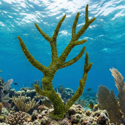 스테그혼 코랄-20x12x31cm (SH9629)-인조산호-원아쿠아