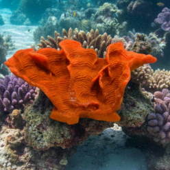 메세디움 L-B-33x16.5x16.5cm (SH9069L-B)-B3-인조산호-원아쿠아