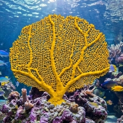 씨팬 M(Hard)-35.5x5.5x32cm (SH1029M)-인조산호-원아쿠아