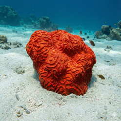 플라티지라 L(Hard)-75x70x25cm (H-VT005L)-인조산호-원아쿠아