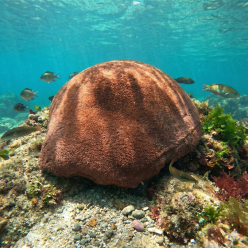 문코랄 L(Hard)-70x66x30cm (H-VT008L BR)-인조산호-원아쿠아