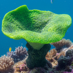 몬티포라-32.5x28x25cm (VT004)-B5-인조산호-원아쿠아