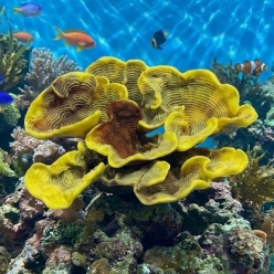 몬티포라-40x35x16.5cm (NI161)-B12-인조산호-원아쿠아