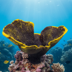 몬티포라-46x31x29cm (NI74)-인조산호-원아쿠아