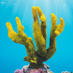 포티스-30x10.5x40cm (SH9089)-B12-인조산호-원아쿠아