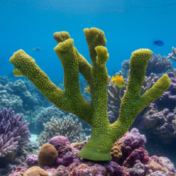 포티스 L-44x18x37cm (SH9077L)-인조산호-원아쿠아