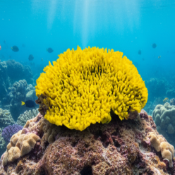 아크로포라-33x29x8.5cm (SH166)-인조산호-원아쿠아