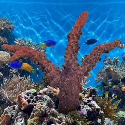 아크로-37x13x36.5cm (SH162)-인조산호-원아쿠아