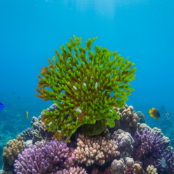 아크로포라-30x28x9.5cm (SH120)-B7-인조산호-원아쿠아