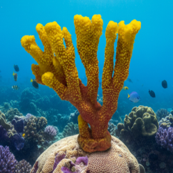 포티스-25x8x24cm (SH064)-B1-인조산호-원아쿠아