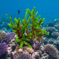 아크로포라 코랄 L-34x31x18cm (SH038L)-B8-인조산호-원아쿠아