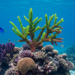 아크로포라 코랄 L-33x16x23cm (SH036L)-B6-인조산호-원아쿠아