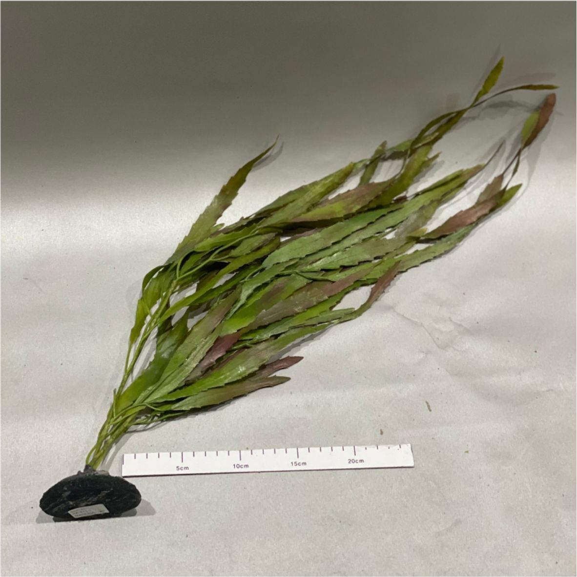 해조류-60cm (KP011-2)-인조켈프-원아쿠아