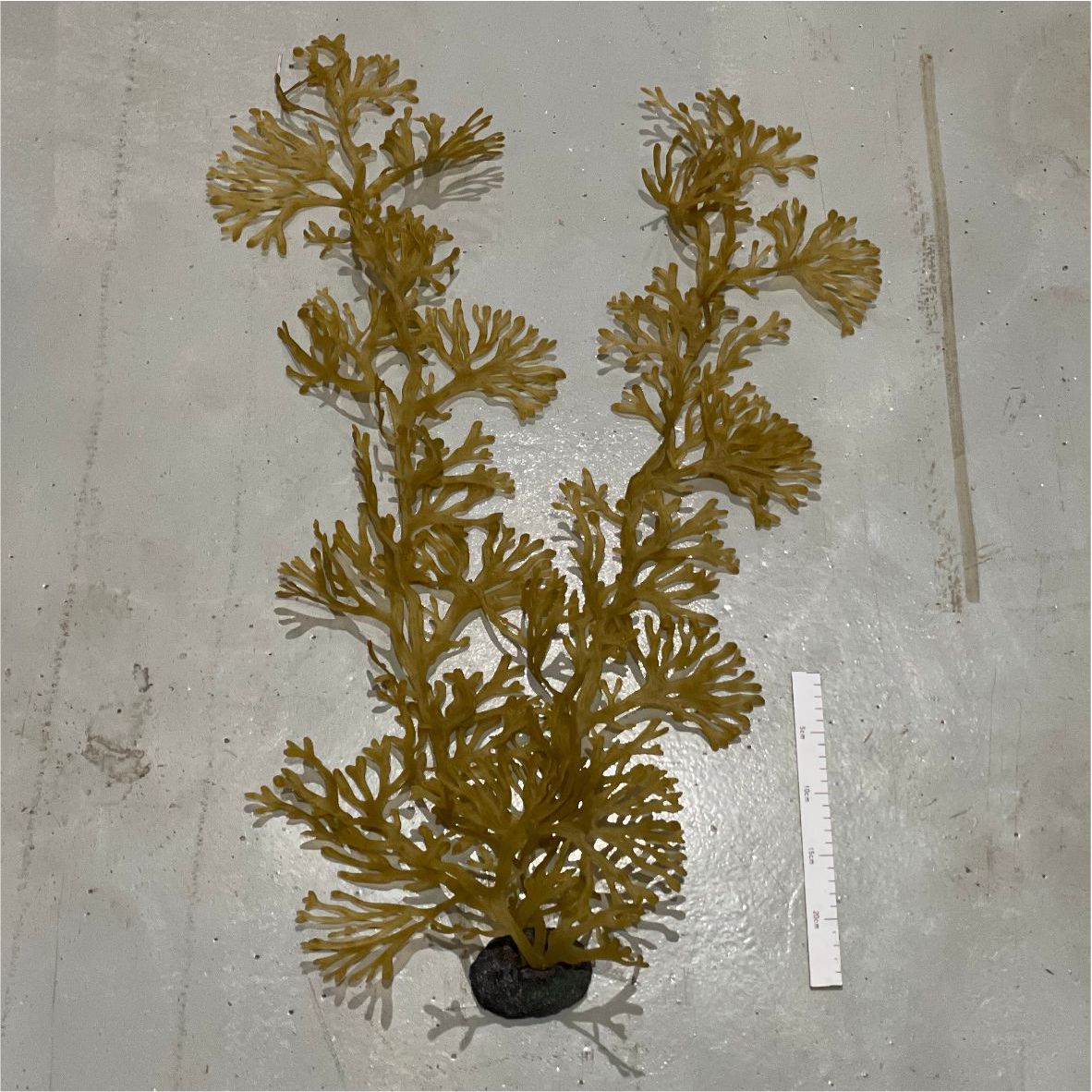 해조류-30cm 60cm 100cm (KP010)-인조켈프-원아쿠아