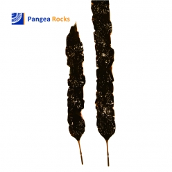 Seal Proof Laminaria Saccharina 10cm-kelp-Pangea Rocks