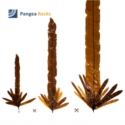 Eualaria Fistulosa (Dragon Kelp)-kelp-Pangea Rocks