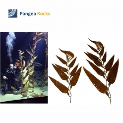 Macrocystis Pyrifera (Giant sea kelp)-kelp-Pangea Rocks