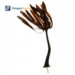 Sea palm 90cm-kelp-Pangea Rocks