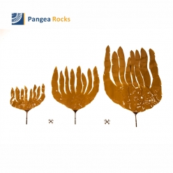 Laminaria digitata-30, 60, 90cm-kelp-Pangea Rocks