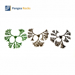 Codium Fragile 30cm (Green, Green_Brown, Brown)-kelp-Pangea Rocks