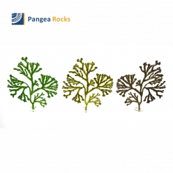 Fucus Versiculosus 30cm (Green, Green_Brown, Brown)-kelp-Pangea Rocks