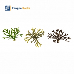 Fucus Serratus 30cm (Green, Green_Brown, Brown)-kelp-Pangea Rocks