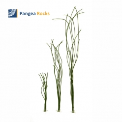 Chorda Filum (String Grass)-kelp-Pangea Rocks