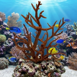 아크로포라-45x25x55cm (SH9093M)-인조산호-원아쿠아