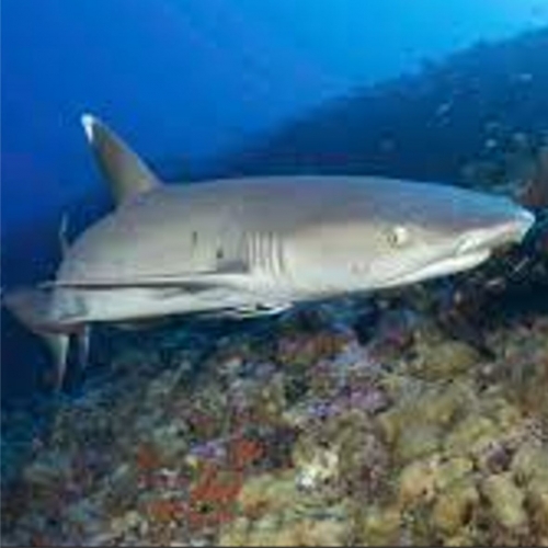 화이트팁 리프샤크-Whitetip reef shark (Carcharhinus limbatus)