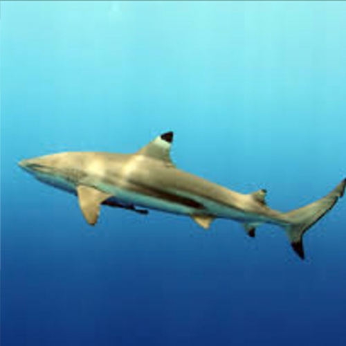 블랙팁 리프샤크-Blacktip shark *CITES* (Carcharhinus longimanus)