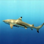 블랙팁 리프샤크-Blacktip shark *CITES* (Carcharhinus longimanus)