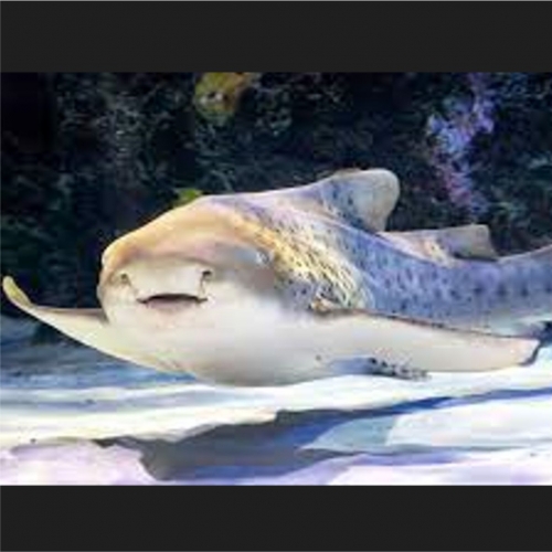 제브라 샤크-Zebra shark (Stegostoma sp)