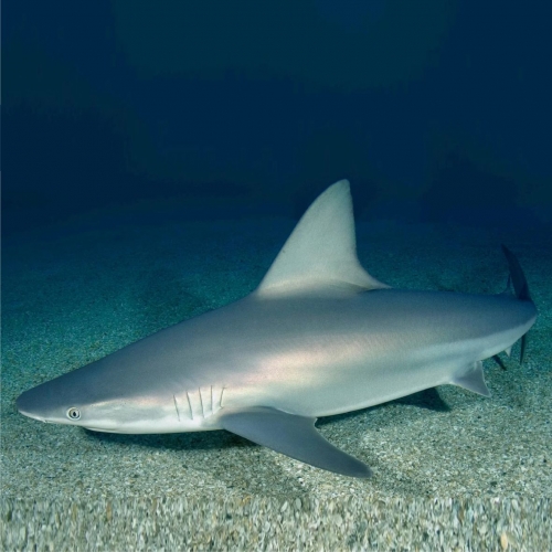 샌드바 상어-Sandbar sharks (Carcharias plumbeus)