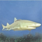 레몬샤크-Lemon sharks (Carcharias taurus)
