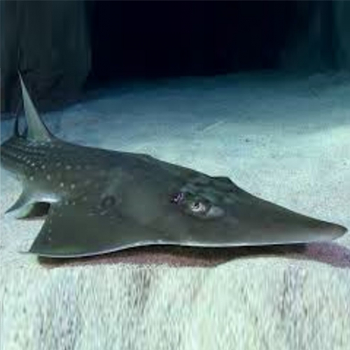 동수구리-Giant guitarfish *CITES* (Rhynchobatus djiddensis)