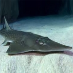 동수구리-Giant guitarfish *CITES* (Rhynchobatus djiddensis)