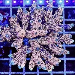 아크로포라_010