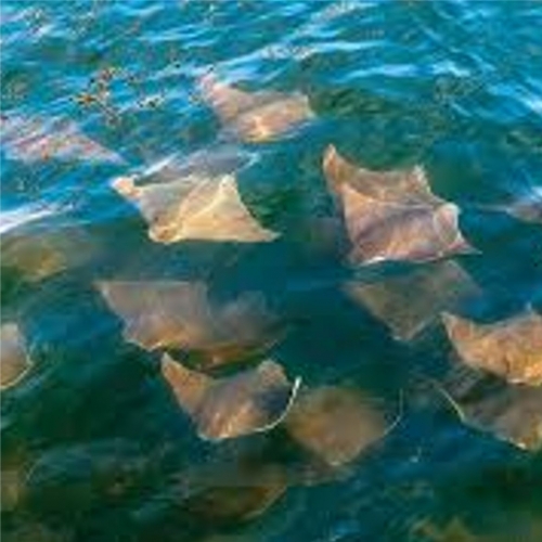카우노즈레이-Cownose ray  (Rhinoptera bonasus)