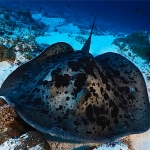블로치드 펜테일 가오리-Blotchied fantail ray  (Taeniurops meyeni)