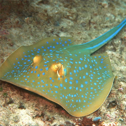 블루스팟 가오리-Blue spot ray  (Taeniura lymma)