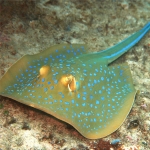 블루스팟 가오리-Blue spot ray  (Taeniura lymma)
