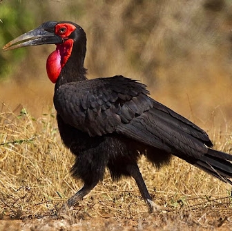 Bucorvus leadbeateri/Southern ground hornbill