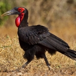 Bucorvus leadbeateri/Southern ground hornbill