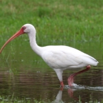 Eudocimus albus/American white Ibis