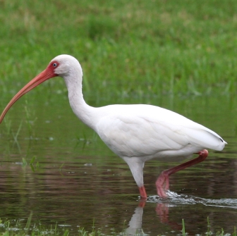 Eudocimus albus/American white Ibis