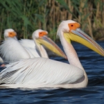 Pelicanus onocrotalus/Great White Pelican