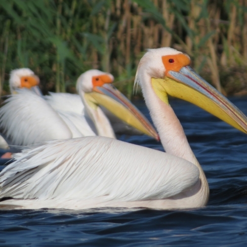 Pelicanus onocrotalus/Great White Pelican